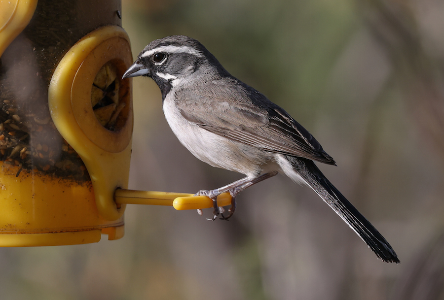Black-throated Sparrow photo #3
