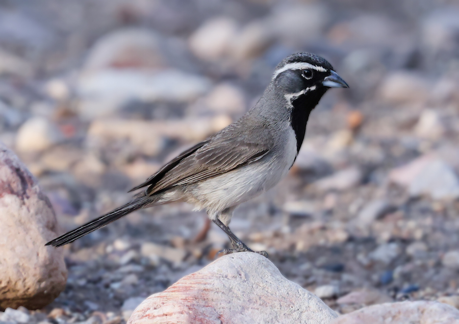 Black-throated Sparrow photo #1