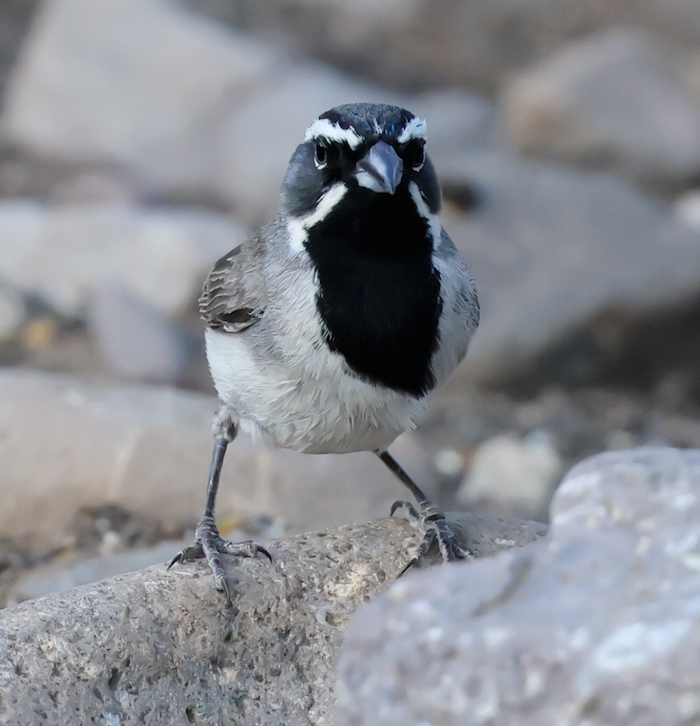 Black-throated Sparrow photo #2