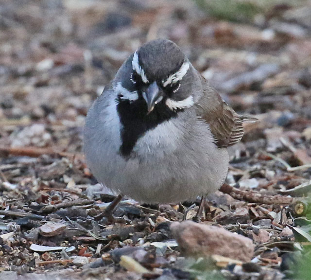 Black-throated Sparrow photo #2