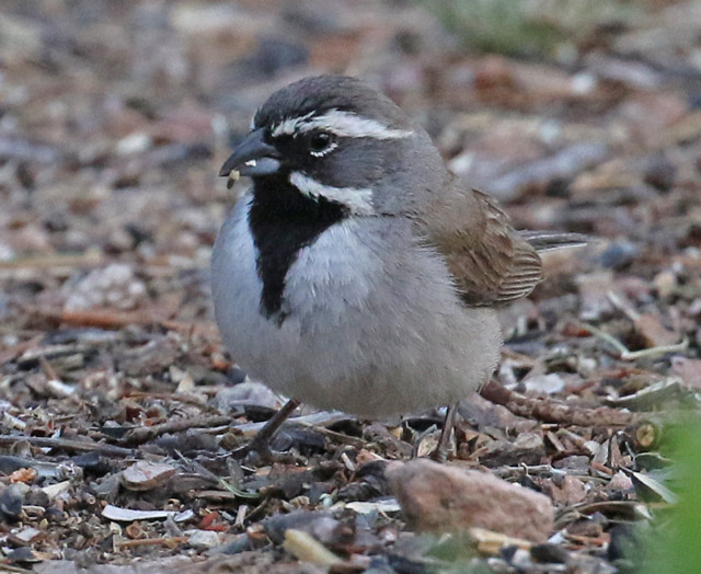 Black-throated Sparrow photo #6