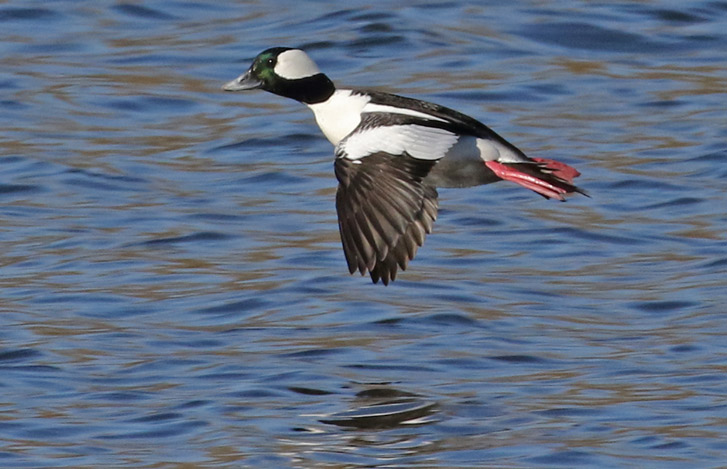 Bufflehead