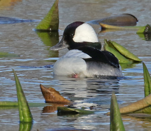 Bufflehead (male) Photo 2