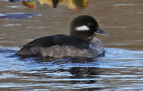 Bufflehead (female) Photo 3