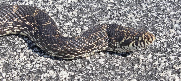 Bull Snake photo #4
