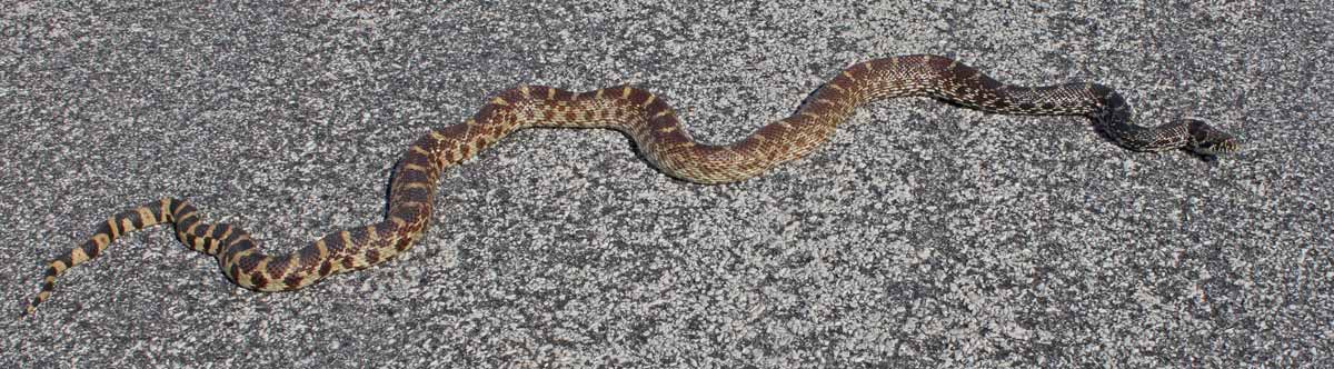 Bull Snake photo #3