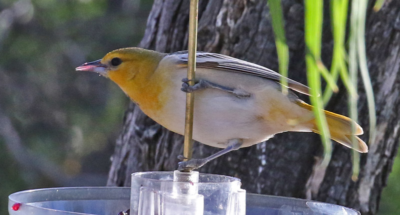 Bullock's Oriole