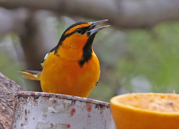 Bullock's Oriole