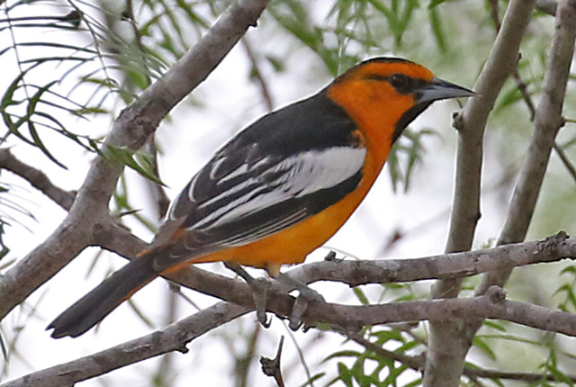 Bullock's Oriole