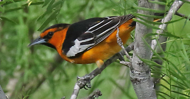 Bullock's Oriole