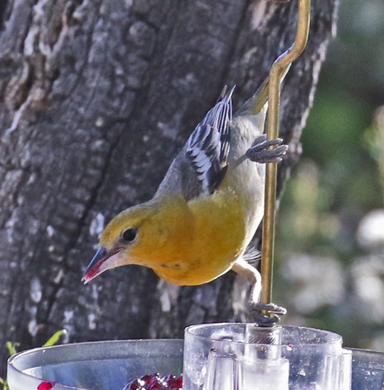 Bullock's Oriole