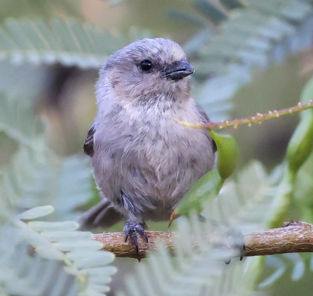 Bushtit