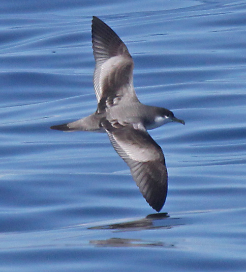 Buller's Shearwater