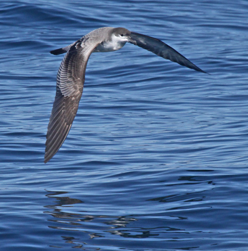 Buller's Shearwater