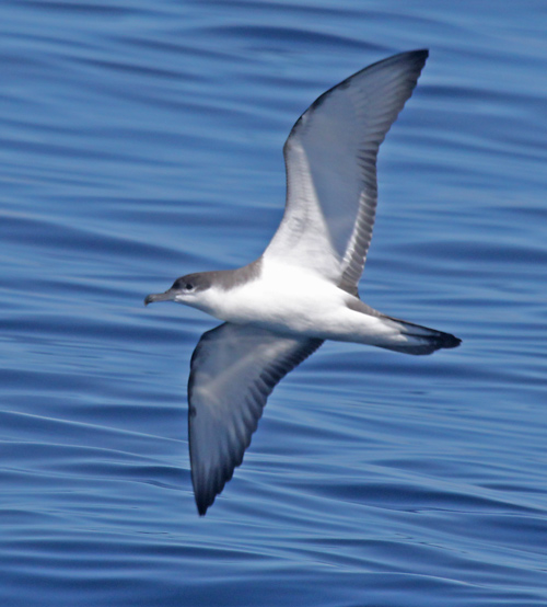 Buller's Shearwater