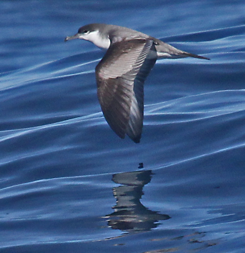 Buller's Shearwater