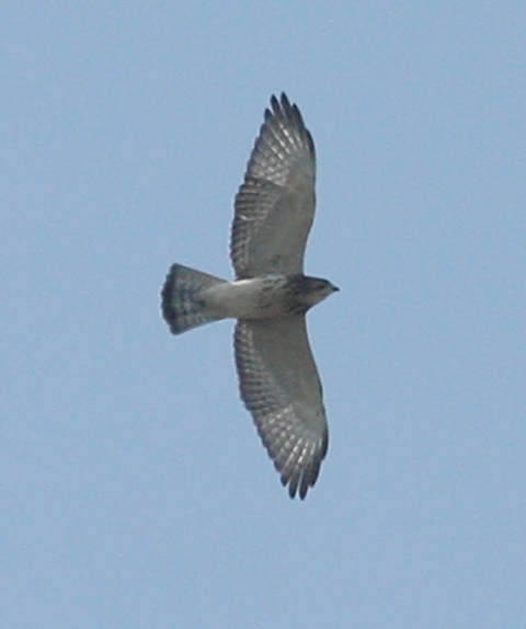 Broad-winged Hawk photo #1