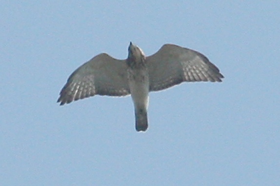 Broad-winged Hawk photo #3
