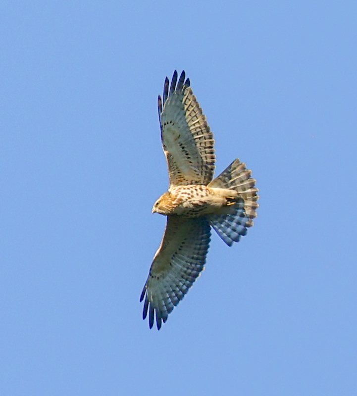 Broad-winged Hawk