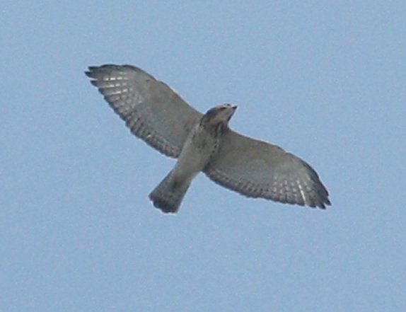 Broad-winged Hawk photo #2