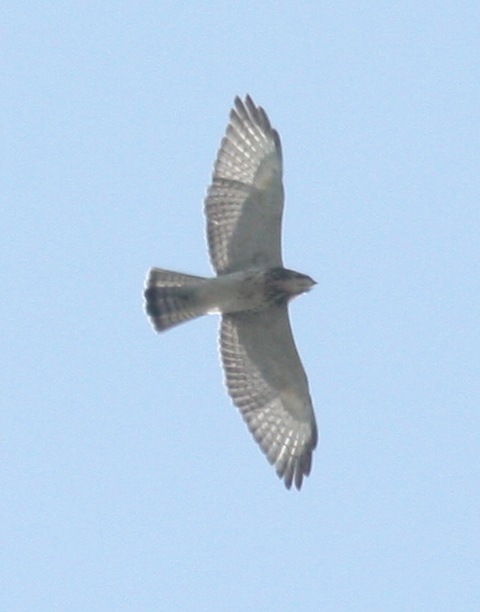 Broad-winged Hawk photo #4