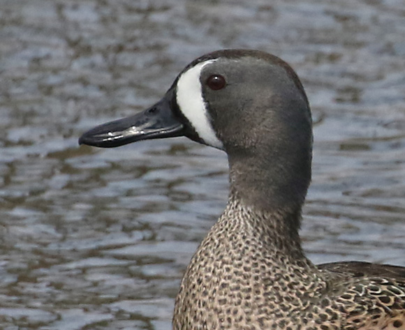 Blue-winged Teal photo #2