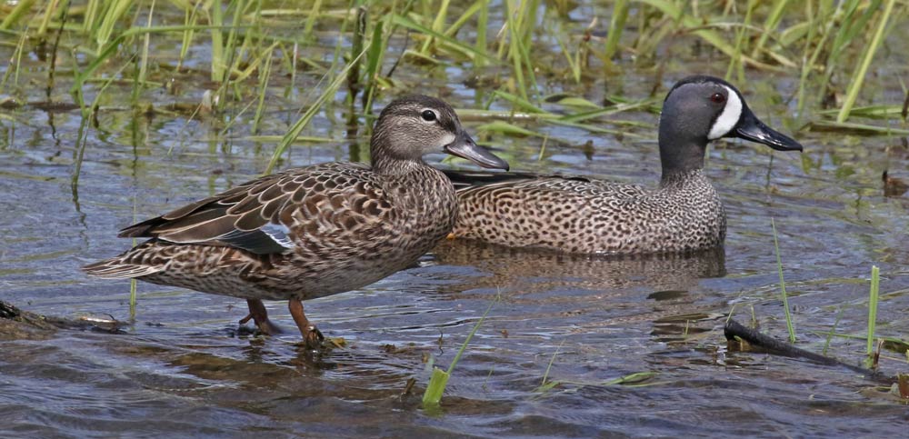 Blue-winged Teal photo #3