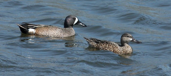 Blue-winged Teal photo #1
