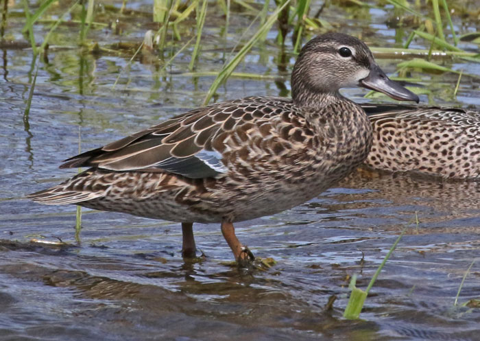 Blue-winged Teal photo #4