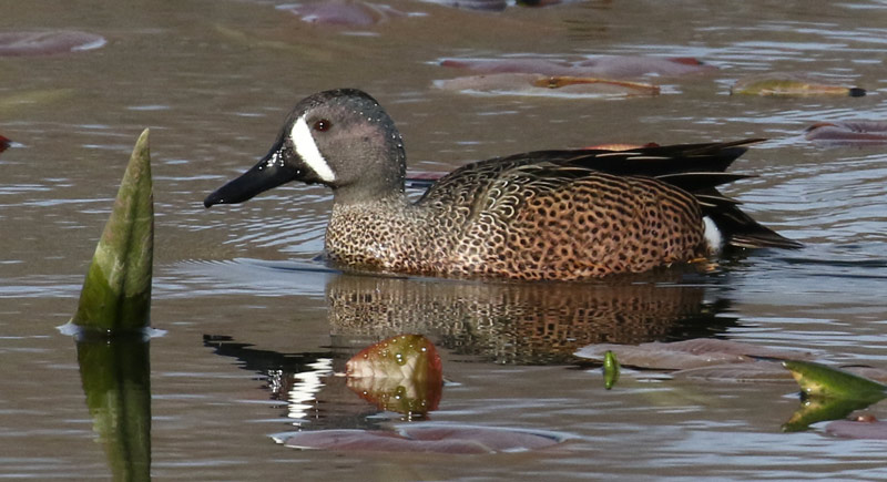 Blue-winged Teal photo #6