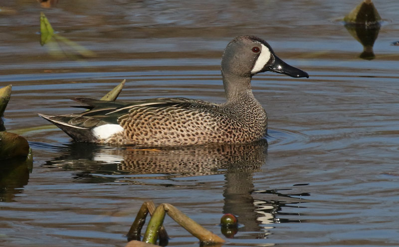 Blue-winged Teal photo #8