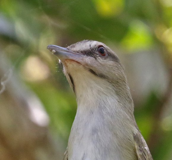 Black-whiskered Vireo