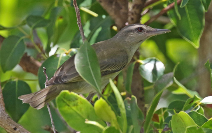 Black-whiskered Vireo