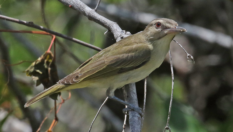 Black-whiskered Vireo