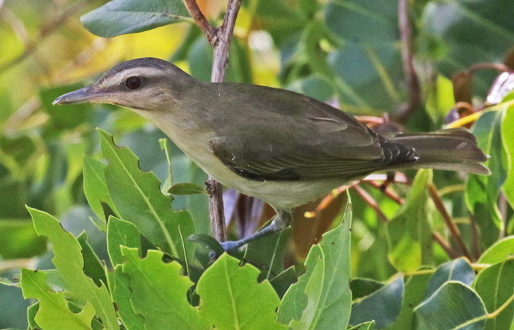 Black-whiskered Vireo