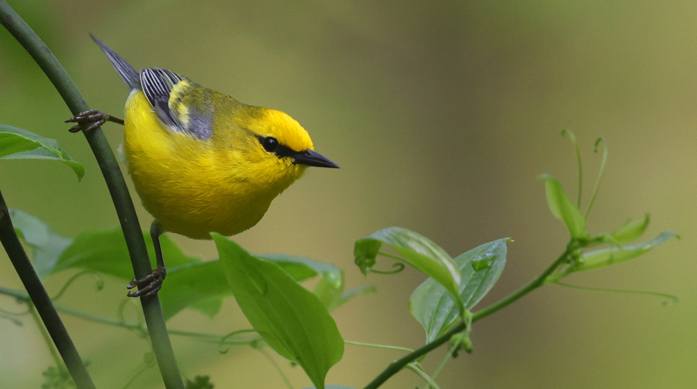 Blue-winged Warbler