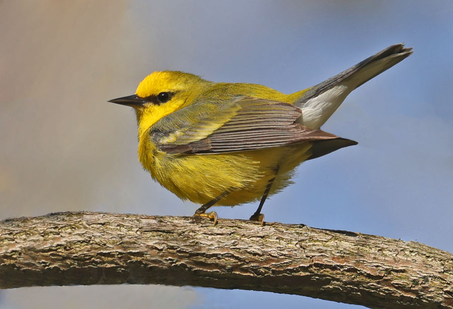 Blue-winged Warbler photo #4