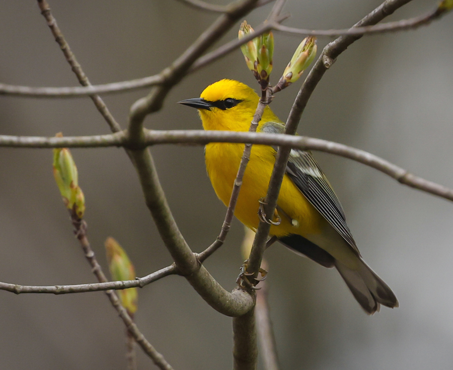 Blue-winged Warbler photo #9