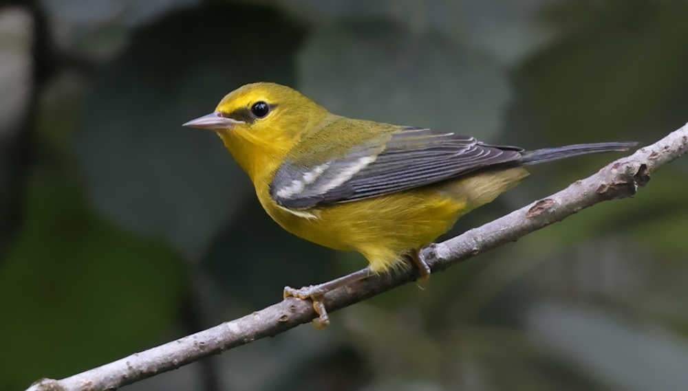 Blue-winged Warbler