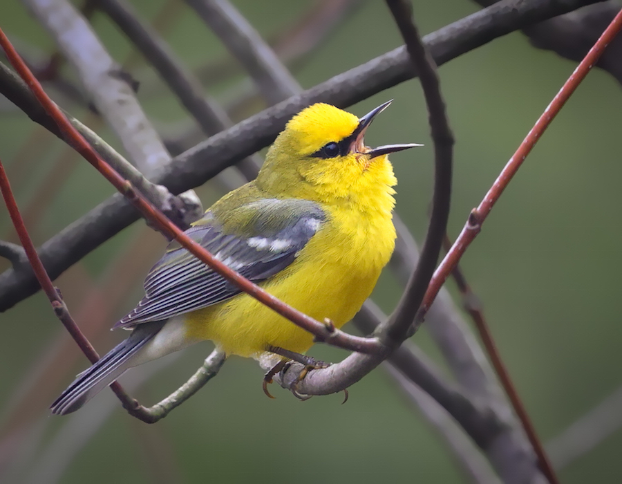 Blue-winged Warbler photo #10