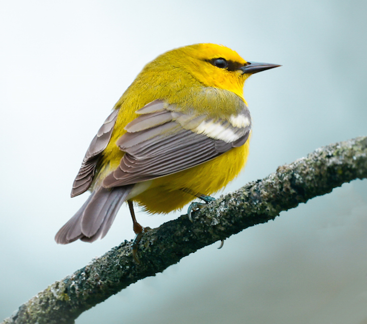 Blue-winged Warbler photo #7
