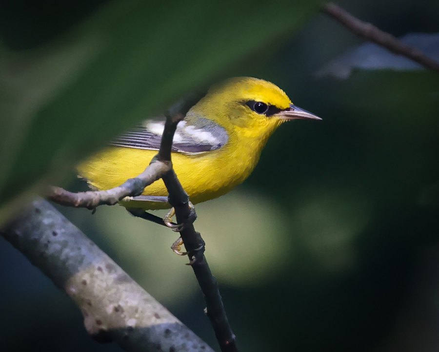 Blue-winged Warbler