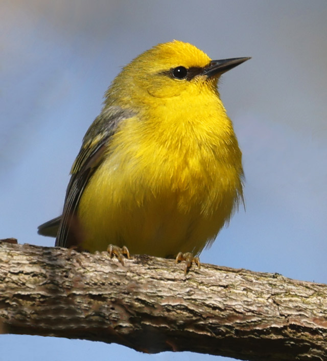 Blue-winged Warbler photo #8