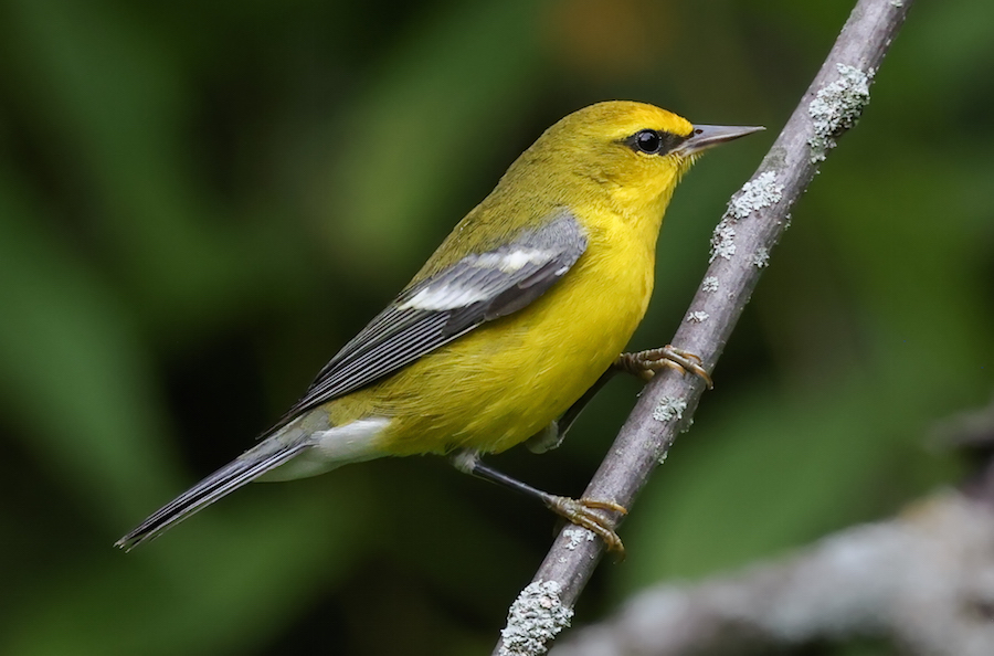 Blue-winged Warbler photo #5