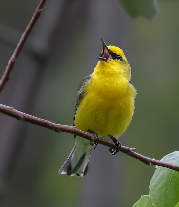 Blue-winged Warbler