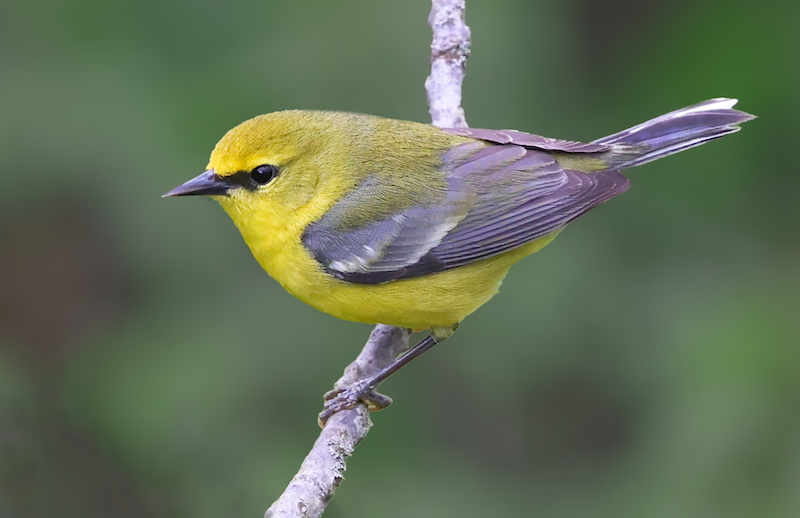 Blue-winged Warbler