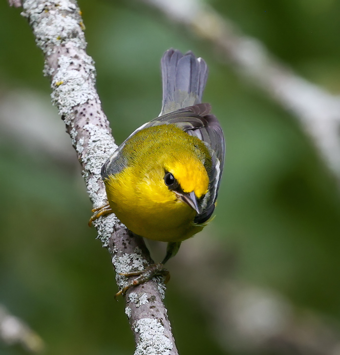 Blue-winged Warbler photo #7