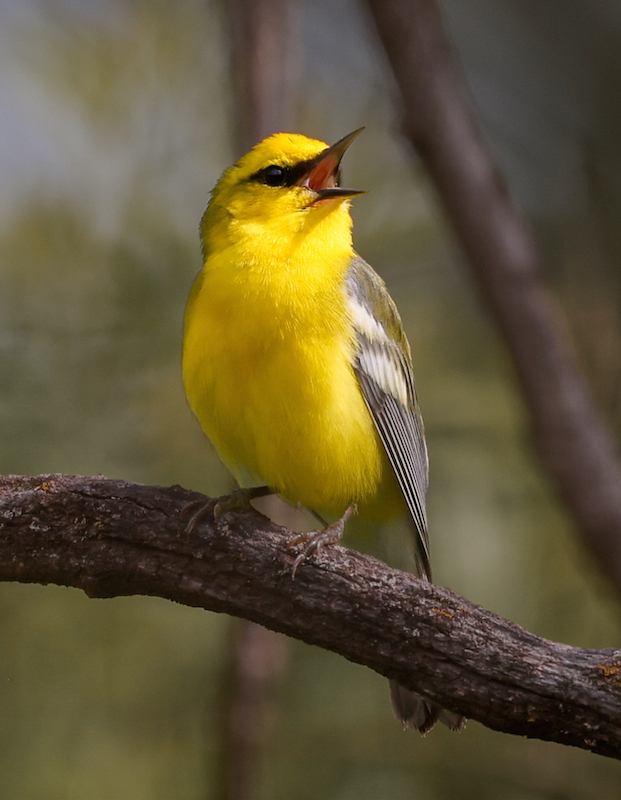 Blue-winged Warbler photo #5