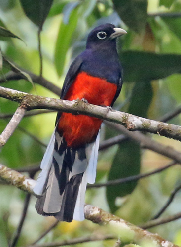 Baird's Trogon