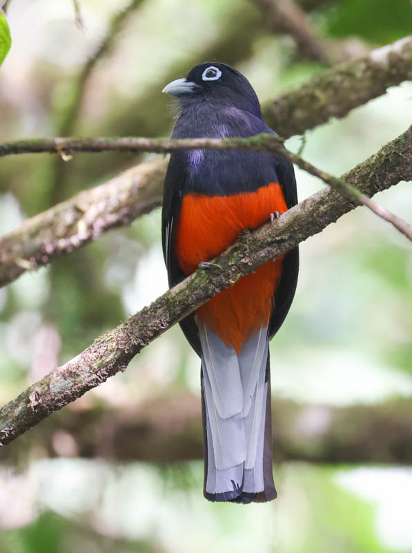 Baird's Trogon
